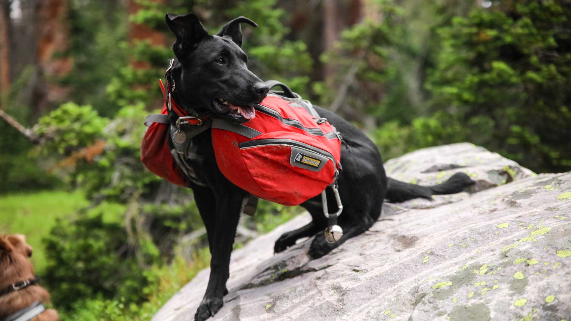 Top-Four-Best-Backpacking-&-Dog-Hiking-Gears-on-toplineblog