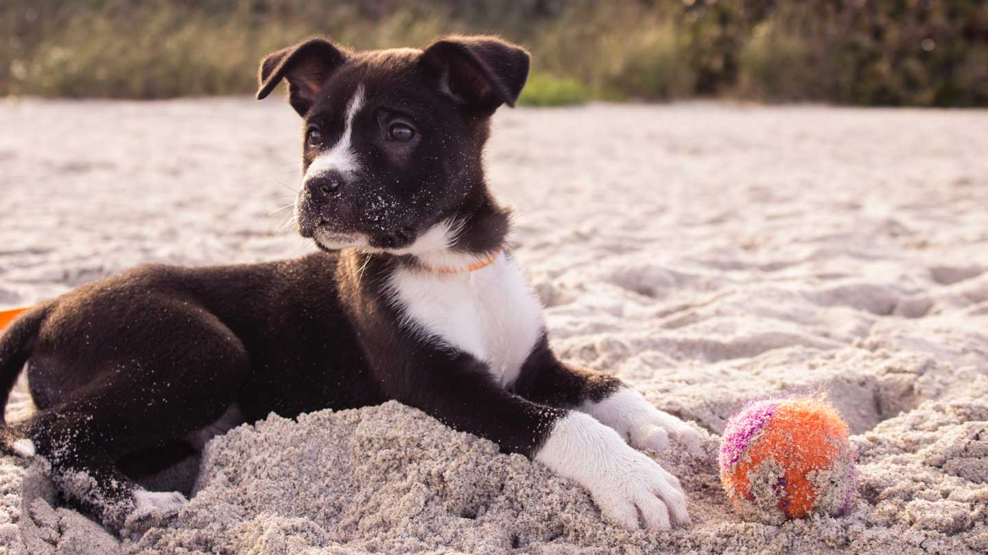 9-Habits-to-Change-in-Your-Dog's-Behavior-on-toplineblog
