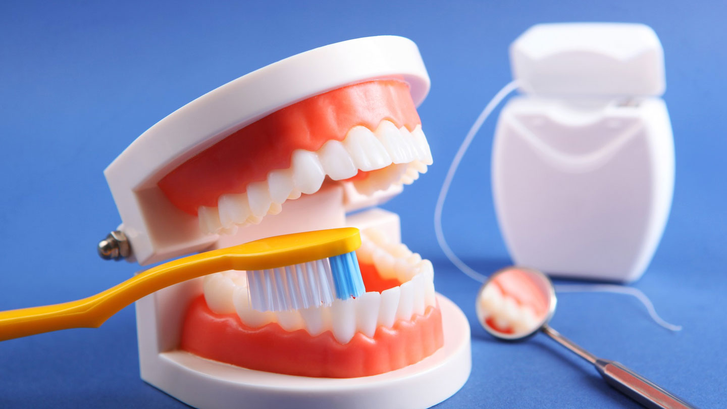 Four-Kinds-of-Teeth-and-the-Function-of-the-Teeth-on-toplineblog