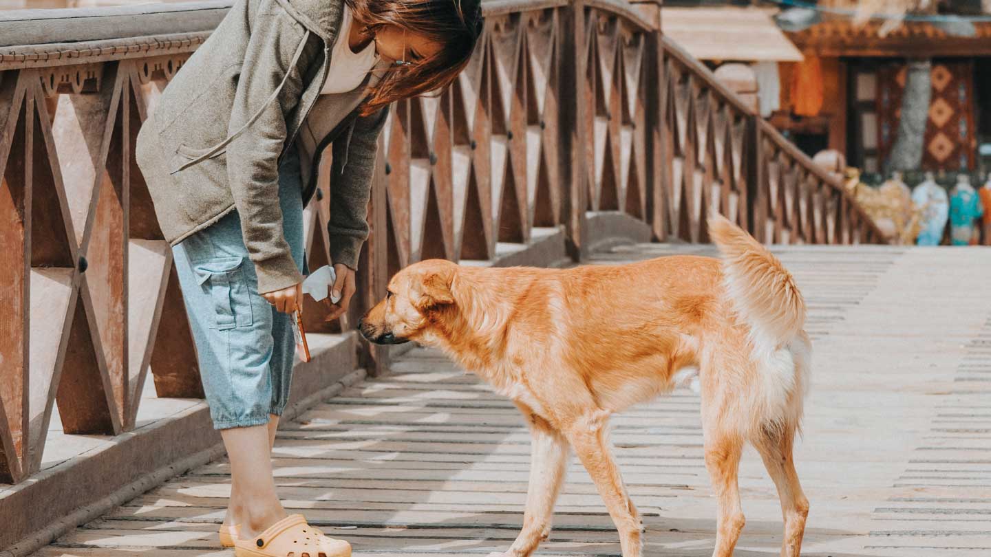 Reasons-You-Should-Go-for-a-Walk-with-Your-Pet-Dog-on-toplineblog