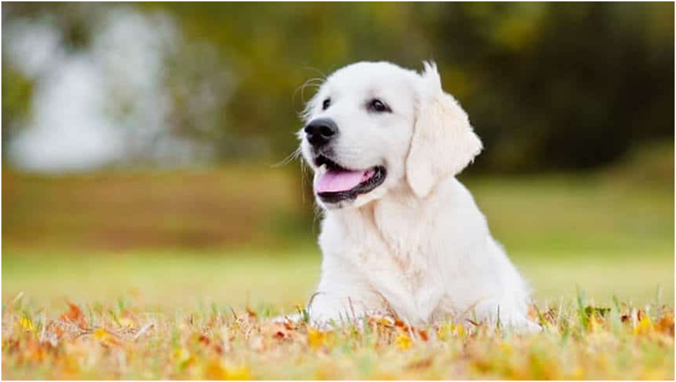 why do dogs like butt scratches