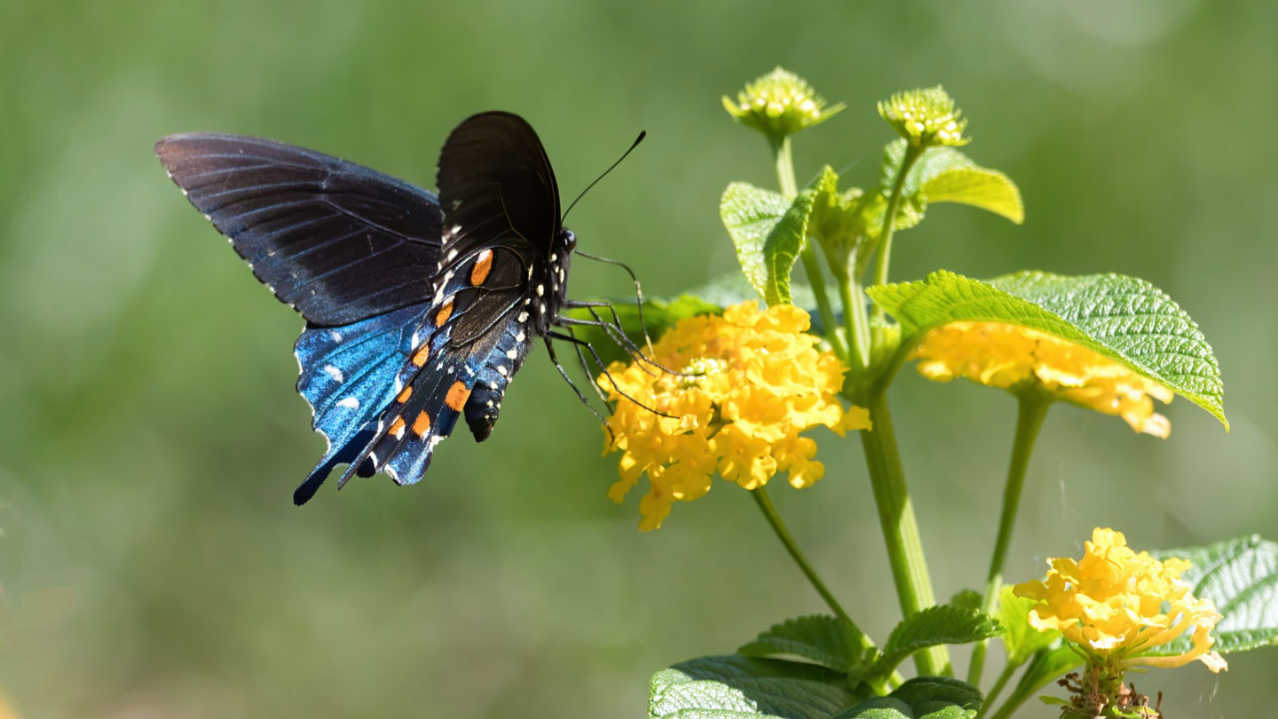 Buzzworthy-Blooms-Pollinator-Plants-for-Your-Vegetable-Garden-on-toplineblog