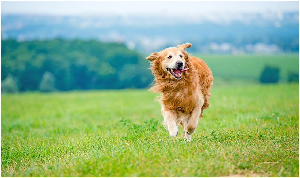 dog grooming tools